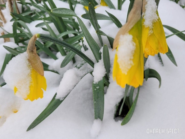Читатель: Контраст. Цветущие деревья и снег
             
                Читатель: Контраст. Цветущие деревья и снег