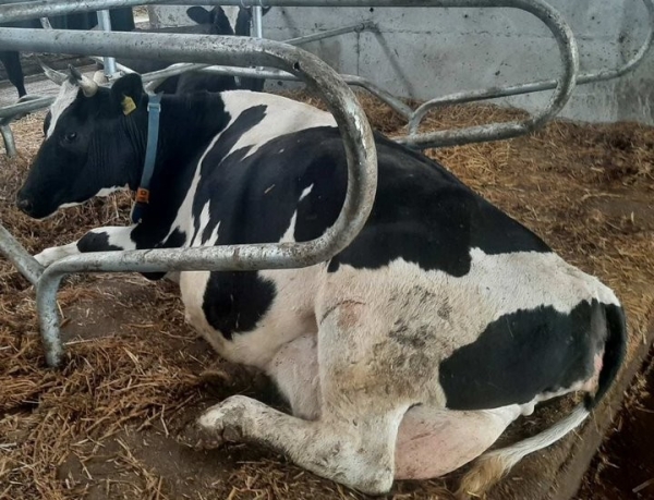 В Пинском районе коровы отдыхают на матах В Пинском районе коровы отдыхают на матах