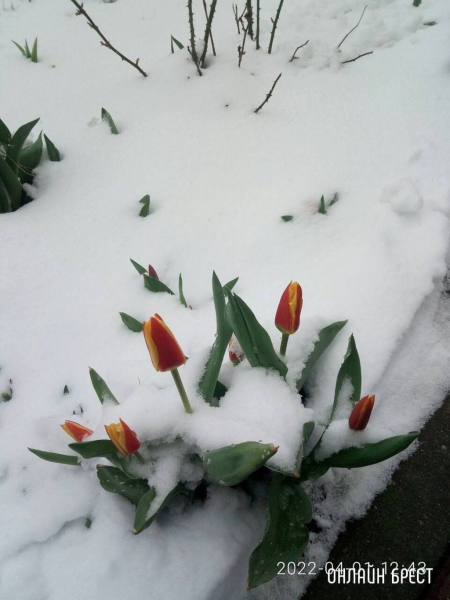 Читатель: Контраст. Цветущие деревья и снег
             
                Читатель: Контраст. Цветущие деревья и снег