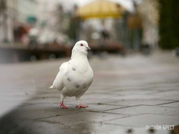 В Беларуси впервые объявили сразу трех птиц года В Беларуси впервые объявили сразу трех птиц года