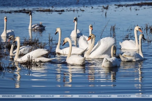 Птицы на реке Ясельде в Брестской области