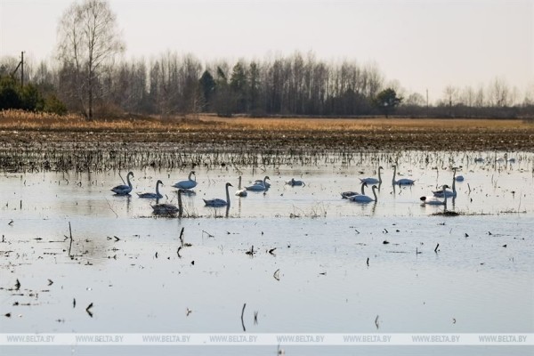 Птицы на реке Ясельде в Брестской области