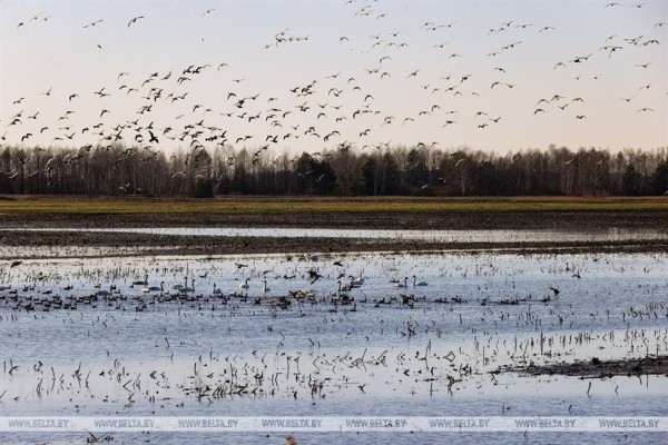 Птицы на реке Ясельде в Брестской области