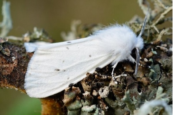 Брестчину атакует опасный вредитель Брестчину атакует опасный вредитель