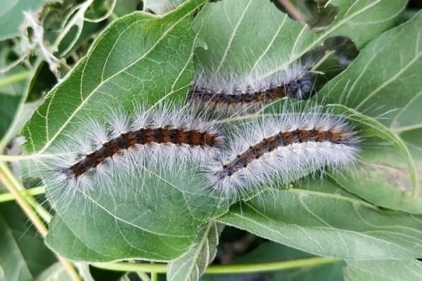 Брестчину атакует опасный вредитель Брестчину атакует опасный вредитель