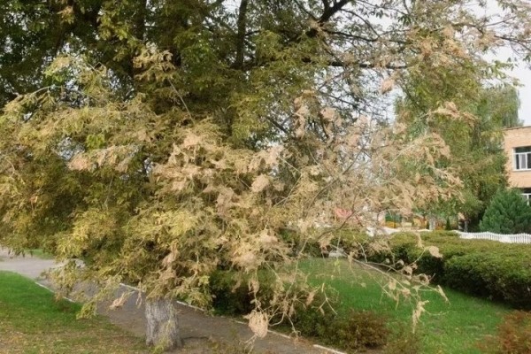 Брестчину атакует опасный вредитель Брестчину атакует опасный вредитель