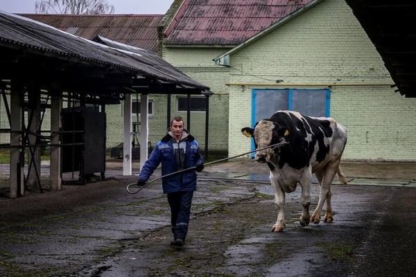 Лучших животноводов Брестской области поощрят путевками в санаторий Лучших животноводов Брестской области поощрят путевками в санаторий