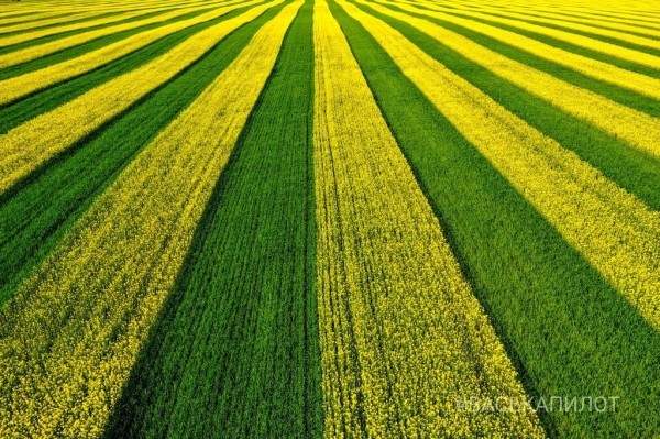 Так выглядит рапсовое поле в Брестской области
             
                Так выглядит рапсовое поле в Брестской области