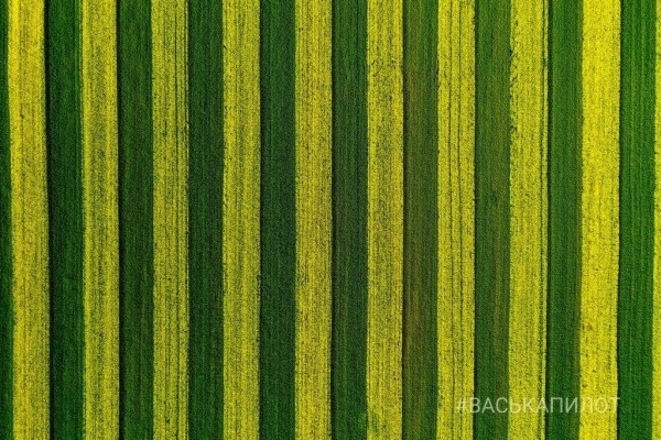 Так выглядит рапсовое поле в Брестской области
             
                Так выглядит рапсовое поле в Брестской области