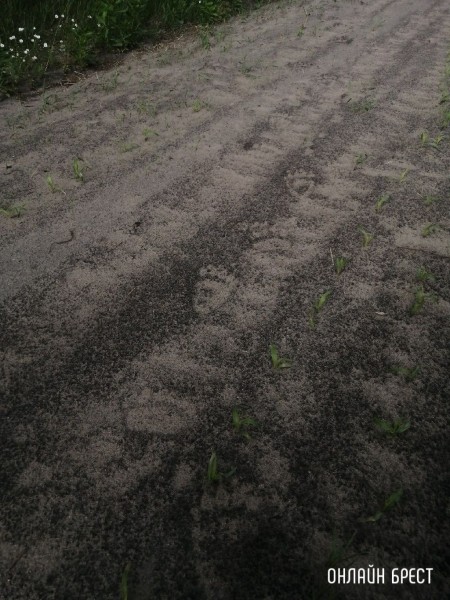 Читатель: Следы медведя? Фото сделаны в Жабинковском районе
             
                Читатель: Следы медведя? Фото сделаны в Жабинковском районе