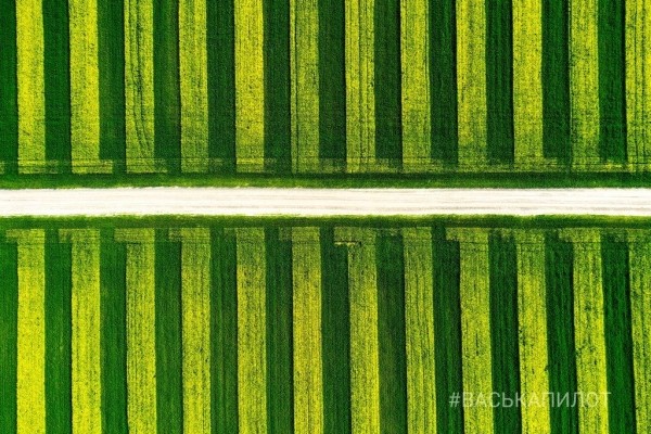 Так выглядит рапсовое поле в Брестской области
             
                Так выглядит рапсовое поле в Брестской области