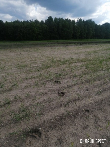 Читатель: Следы медведя? Фото сделаны в Жабинковском районе
             
                Читатель: Следы медведя? Фото сделаны в Жабинковском районе