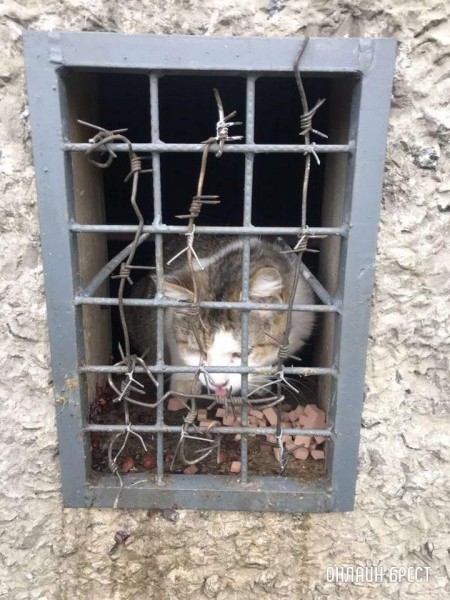 Читатель: Брест, Орловская, 79. В подвале уже несколько дней находятся кошки
             
                Читатель: Брест, Орловская, 79. В подвале уже несколько дней находятся кошки