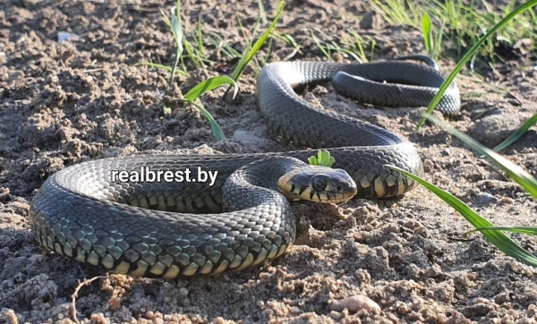 В Бресте на набережной выполз погреться на солнце уж
             
                В Бресте на набережной выполз погреться на солнце уж