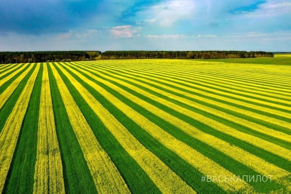 Так выглядит рапсовое поле в Брестской области
             
                Так выглядит рапсовое поле в Брестской области