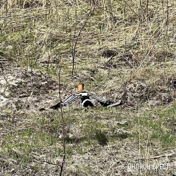 Читатель: Красивая птица. Увидели Удода на Брестчине
             
                Читатель: Красивая птица. Увидели Удода на Брестчине