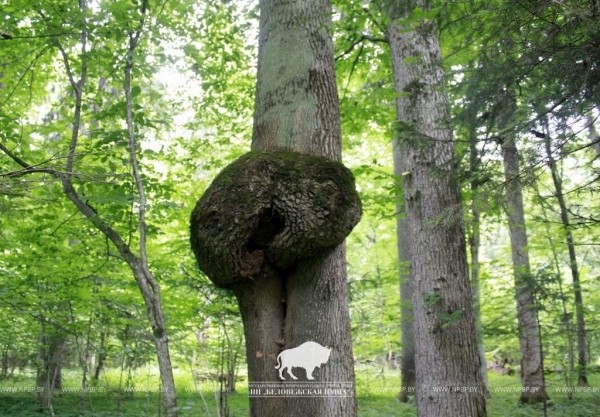 Причудливые создания природы в Беловежской пуще Причудливые создания природы в Беловежской пуще