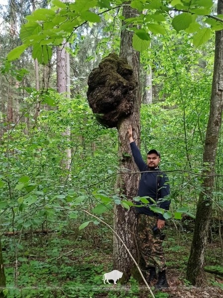 Причудливые создания природы в Беловежской пуще Причудливые создания природы в Беловежской пуще