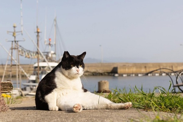 Показаны самые смешные фотографии домашних животных 2023 года Показаны самые смешные фотографии домашних животных 2023 года