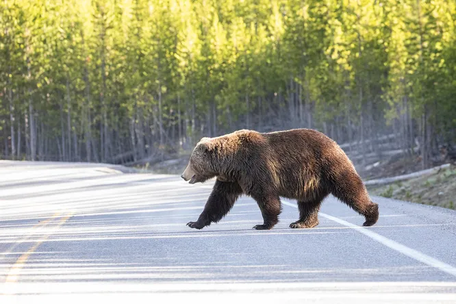 Четыре ДТП с участием диких животных произошло на территории Крупского района за одну ночь
											 
												Четыре ДТП с участием диких животных произошло на территории Крупского района за одну ночь