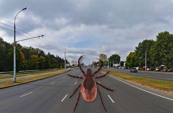 Что делать, если клещ уже «вцепился»: советы энтомолога Что делать, если клещ уже «вцепился»: советы энтомолога