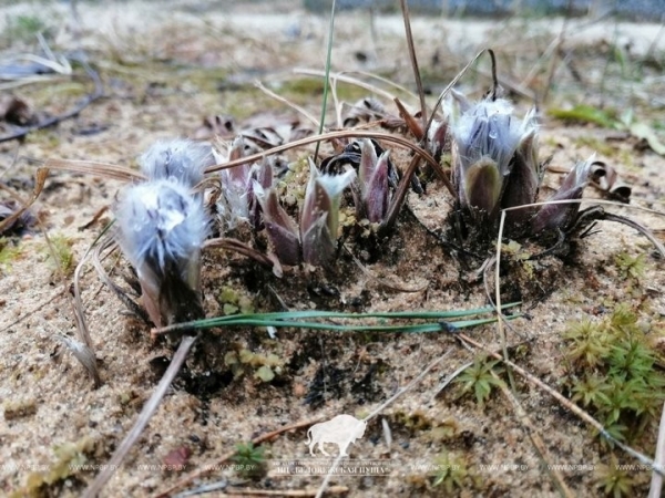 Первоцветам заморозки не страшны: в Беловежской пуще в марте температура опускалась до -12°С Первоцветам заморозки не страшны: в Беловежской пуще в марте температура опускалась до -12°С
