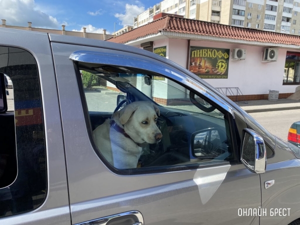 Обязательная вакцинация и чипирование: в Беларуси готовят новый закон о домашних животных