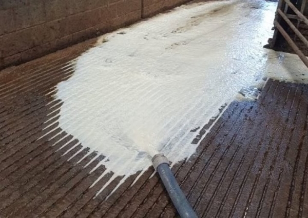 Более 2,5 тонн молока вытекло в канализацию в одном из колхозов