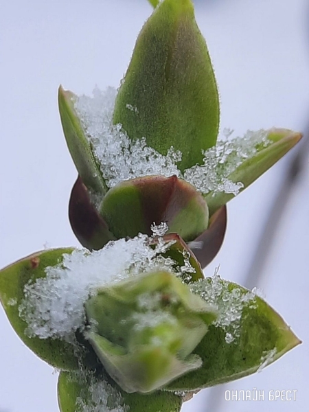 Читатель: Контраст. Цветущие деревья и снег
             
                Читатель: Контраст. Цветущие деревья и снег