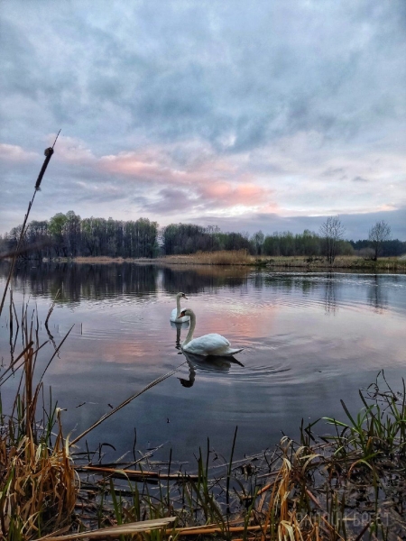 Читатель: Сегодняшнее утро в городе-спутнике Бреста (Жабинка). Красиво
             
                Читатель: Сегодняшнее утро в городе-спутнике Бреста (Жабинка). Красиво