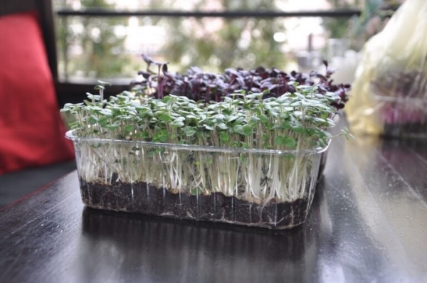 «Петрушка – это прошлый век». Житель Брестской области выращивает микрозелень и строит на этом выгодный бизнес «Петрушка – это прошлый век». Житель Брестской области выращивает микрозелень и строит на этом выгодный бизнес