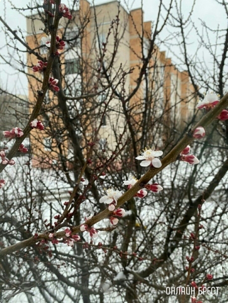 Читатель: Контраст. Цветущие деревья и снег
             
                Читатель: Контраст. Цветущие деревья и снег