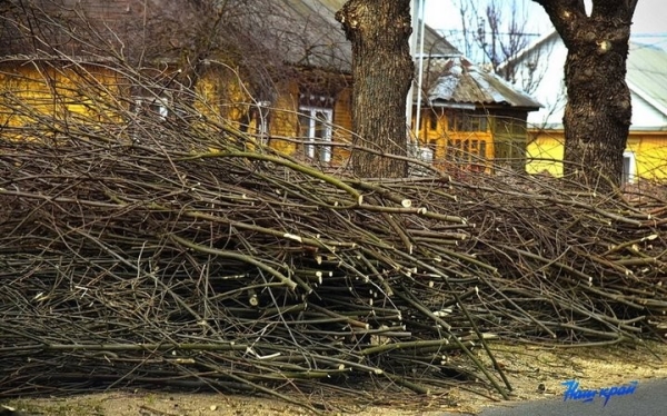 Почему в Барановичах обрезали ясеневую аллею по одной стороне улицы Почему в Барановичах обрезали ясеневую аллею по одной стороне улицы