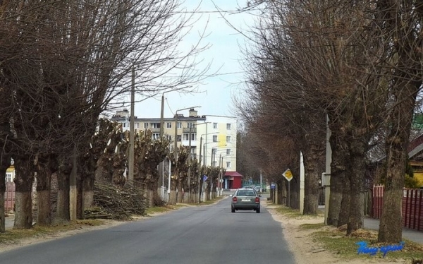 Почему в Барановичах обрезали ясеневую аллею по одной стороне улицы Почему в Барановичах обрезали ясеневую аллею по одной стороне улицы