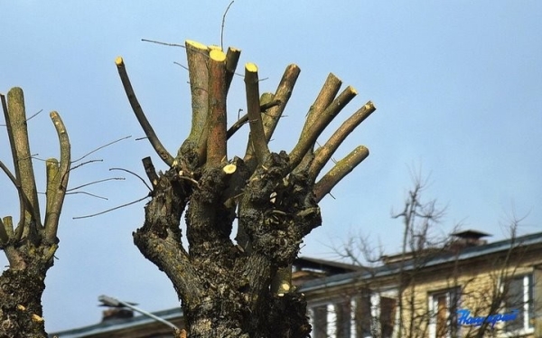 Почему в Барановичах обрезали ясеневую аллею по одной стороне улицы Почему в Барановичах обрезали ясеневую аллею по одной стороне улицы